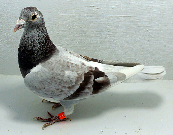 Band: 6856 IPB B 2025